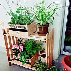 植物/観葉植物/趣味の一環/セリア/中古マンション...などのインテリア実例 - 2016-05-26 20:28:13