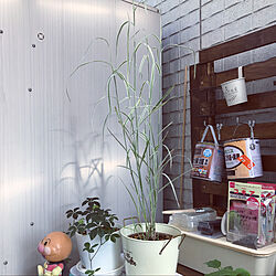 花/DIY/シュガーバイン/庭収納/観葉植物...などのインテリア実例 - 2021-06-07 21:58:21
