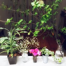 机/イベント参加中/日替わり投稿企画!木曜日/植物/グリーンのある暮らし...などのインテリア実例 - 2017-06-01 20:23:52