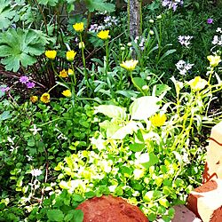 お庭/ガーデニング/花壇の花のインテリア実例 - 2016-05-15 18:29:19