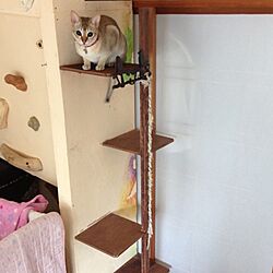 壁/天井/DIYのインテリア実例 - 2013-04-04 12:25:46