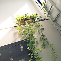 壁/天井/観葉植物のインテリア実例 - 2022-01-22 12:47:13