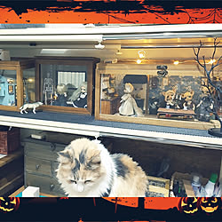 机/ハロウィン/中古住宅/平屋暮らし/メインクーン...などのインテリア実例 - 2022-10-31 19:07:52