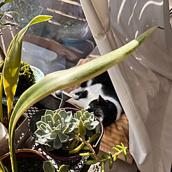 ベッド周り/ポカポカ日当たり最高/猫はお日様の良い匂い/ねこのいる風景/多肉植物のある暮らし...などのインテリア実例 - 2024-03-04 16:26:38