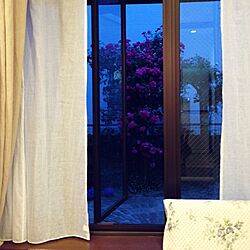 玄関/入り口/庭の植物たち/バーゴラ/薔薇のインテリア実例 - 2014-05-16 19:08:04