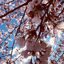 お花のある暮らし/玄関/入り口のインテリア実例 - 2020-04-17 21:04:27