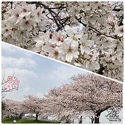 見てくださってありがとう❁︎/春ですね✿/咲き誇る/桜満開/桜並木...などのインテリア実例 - 2021-03-31 16:11:33