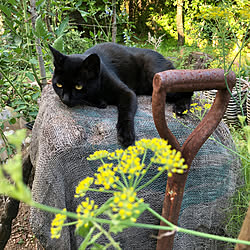 黒猫/暮らしを変えたもの/お気に入り/猫のいる日常/ガーデニング...などのインテリア実例 - 2020-01-24 22:36:01