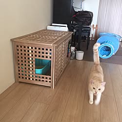 バス/トイレ/猫/マンション/猫バカ部に入れて下さい(=^ェ^=)/猫のいる生活...などのインテリア実例 - 2016-03-26 09:14:29