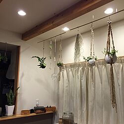 壁/天井/猫と暮らす。/ねこが好き/プラントハンガー作りました/観葉植物...などのインテリア実例 - 2015-04-11 22:49:20