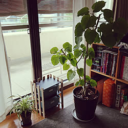 部屋全体/賃貸でも楽しく♪/ウンベラータ♡/植物のある暮らし/オリヅルラン♡のインテリア実例 - 2017-09-21 15:26:46