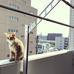 壁/天井/インテリアじゃなくてごめんなさい/ねこ/ねこのいる日常/ねこが好き...などのインテリア実例 - 2017-05-22 14:09:02