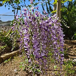 玄関/入り口/ガーデニングが好き/藤の花/笑う門には福来る♡/庭のある暮らし...などのインテリア実例 - 2024-04-13 09:23:31