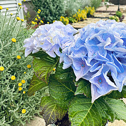 実はブルーの紫陽花も綺麗だなって思ってる/ガーデニング/ガーデン雑貨/レンガの小道/紫陽花...などのインテリア実例 - 2023-05-31 10:29:14