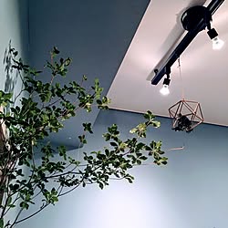 壁/天井/ブルーグレーの壁/みどりが好き/ドウダンツツジ/花のある暮らし...などのインテリア実例 - 2017-06-07 21:52:36