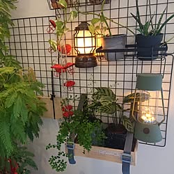 壁/天井/DIY/観葉植物/カラテア/ダイソー...などのインテリア実例 - 2023-05-07 14:01:17