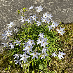 ハナニラ♡/山野草/花粉症が辛い/晴れ19℃/桜は風で舞い散りました...などのインテリア実例 - 2023-04-11 18:25:41