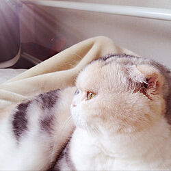 日の光/猫/ベッド周りのインテリア実例 - 2022-05-10 17:08:29