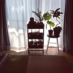 部屋全体/観葉植物/多肉植物/IKEA/NO GREEN NO LIFEのインテリア実例 - 2015-06-01 12:38:24