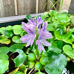 ビオトープ/ほてい草の花/いつもありがとう/植物のある暮らし/フォロー＆いいね！ありがとうございます☆...などのインテリア実例 - 2022-08-25 08:53:59