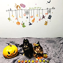 HAPPY HALLOWEEN/愛犬と暮らす/Chihuahua/チワワんず/ナチュラル...などのインテリア実例 - 2017-10-31 12:33:04