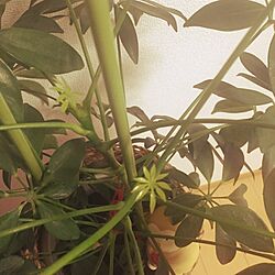 リビング/シェフレラ/ナチュラル/観葉植物のインテリア実例 - 2016-05-24 22:15:36