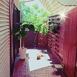玄関/入り口/観葉植物/DIY/カフェ風/多肉植物...などのインテリア実例 - 2016-05-12 10:02:07