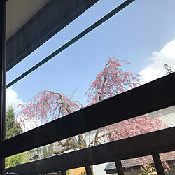 壁/天井/窓/枝垂れ桜のインテリア実例 - 2024-04-17 14:56:17