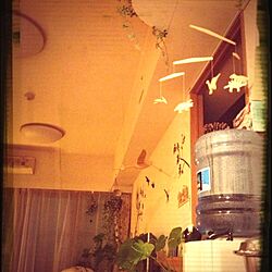 壁/天井/雑貨/植物/モビールのインテリア実例 - 2013-10-14 22:05:06