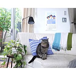 リビング/francfrancのクッションカバー/ソファ/IKEA 照明/ねこ...などのインテリア実例 - 2017-05-13 10:50:12