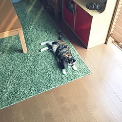 部屋全体/ラグマット/ねこのいる日常/いいね、ありがとうございます❥❥❥/出会いに感謝です♡...などのインテリア実例 - 2016-06-26 15:04:51