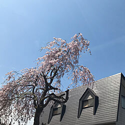 玄関/入り口/花のある暮らし/古民家/日本家屋/枝垂れ桜のインテリア実例 - 2024-04-22 11:54:17