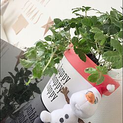 棚/クリスマス/雑貨/観葉植物/Christmasのインテリア実例 - 2015-12-04 11:20:11