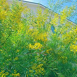 玄関/入り口/シンボルツリー/ミモザ/フサアカシア/黄色い花...などのインテリア実例 - 2024-03-30 13:11:21