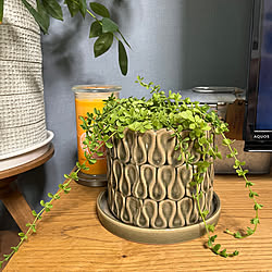 棚/100均の観葉植物/みどりの雑貨屋/植木鉢/クラッシュゲートテレビボード...などのインテリア実例 - 2023-09-13 17:45:43