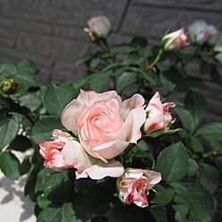 玄関/入り口/植物/バラ/薔薇のインテリア実例 - 2016-05-26 22:16:37