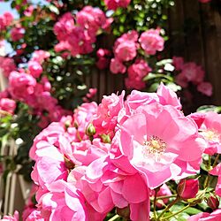 玄関/入り口/薔薇/バラのある庭/バラのある暮らし/バラのアーチ...などのインテリア実例 - 2023-05-09 22:08:38