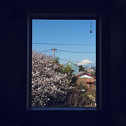壁/天井/桜/富士山のインテリア実例 - 2014-03-31 09:05:28