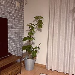 観葉植物のある暮らし/インテリア初心者/おしゃれな部屋にしたい/西海岸インテリア/中古戸建て...などのインテリア実例 - 2021-03-19 01:53:14