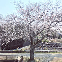 桜/花のある暮らしのインテリア実例 - 2020-04-06 16:29:56