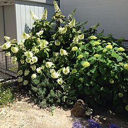 玄関/入り口/庭の植物たちのインテリア実例 - 2014-05-28 13:16:38