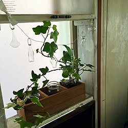 棚/ガラスのミニチュアオーナメント/ガラス瓶/手作り窓枠棚/植物...などのインテリア実例 - 2015-04-24 11:44:06