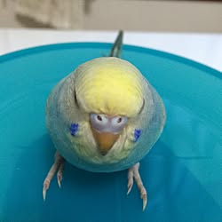 机/インテリアじゃなくてゴメンなさい！/体重測定中♡/ひと昔前のうちインコ/いいねとフォローありがとうございます...などのインテリア実例 - 2017-03-07 22:51:49