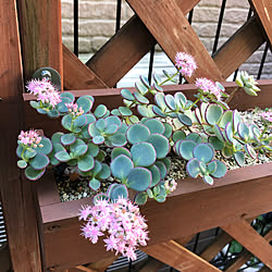 ロングロングプランター/ミセバヤの花/いつも楽しませてもらってます/多肉植物のある暮らし/いつもいいねやコメントありがとう♡...などのインテリア実例 - 2020-11-10 11:04:54