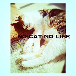 NO CAT NO LIFE/三毛猫のインテリア実例 - 2016-12-03 16:05:41