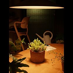 リビング/照明/植物/おやすみなさいのインテリア実例 - 2013-04-09 02:49:29
