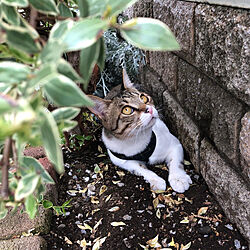 猫スペース/ねこと暮らす。/玄関/入り口/お庭のある暮らし/猫のリードのインテリア実例 - 2020-05-12 17:35:20