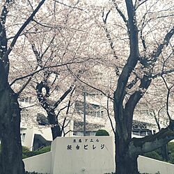 棚/桜/レトロ/リノベーションのインテリア実例 - 2016-04-01 16:13:34