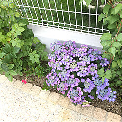 お花が好きです。/ガーデニング/何時もいいねをありがとうございます/外庭/玄関/入り口のインテリア実例 - 2019-06-12 20:05:16