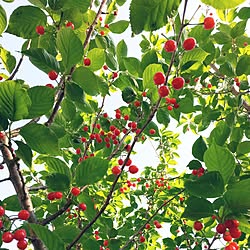 ベッド周り/植物/日替わり投稿企画!木曜日/さくらんぼ/庭...などのインテリア実例 - 2017-05-12 00:00:49